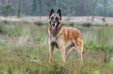 MALINOIS 586